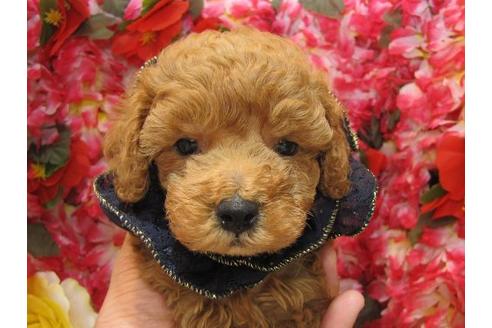 成約済の茨城県のトイプードル-4705の2枚目