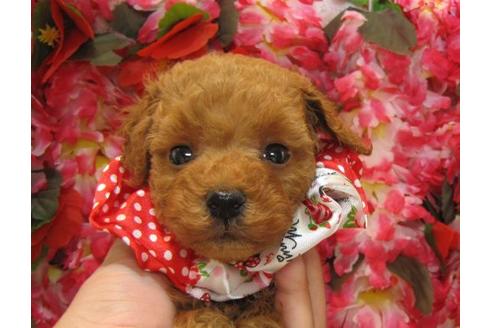 成約済の茨城県のタイニープードル-4706の1枚目