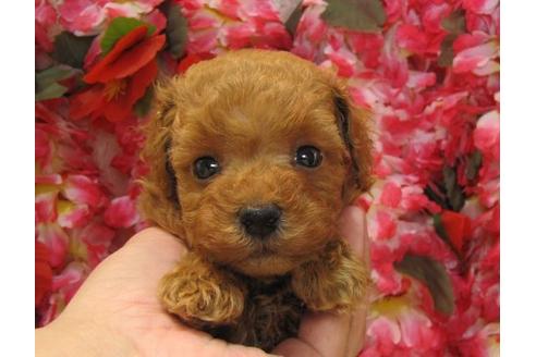 成約済の茨城県のタイニープードル-4706の2枚目