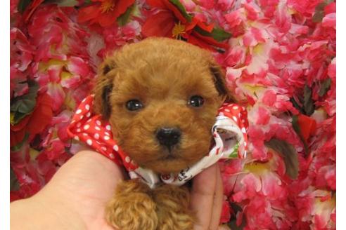 成約済の茨城県のタイニープードル-4706の3枚目