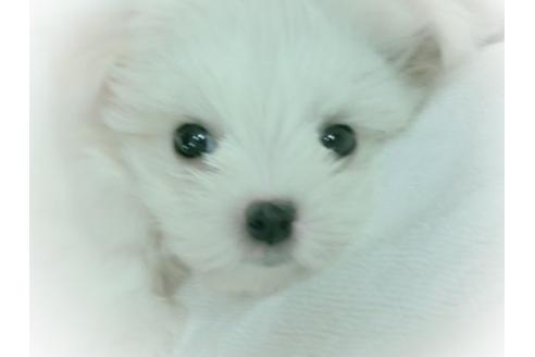 成約済の福岡県のマルチーズ-4715の1枚目