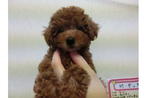 成約済の福岡県のトイプードル-4716の1枚目