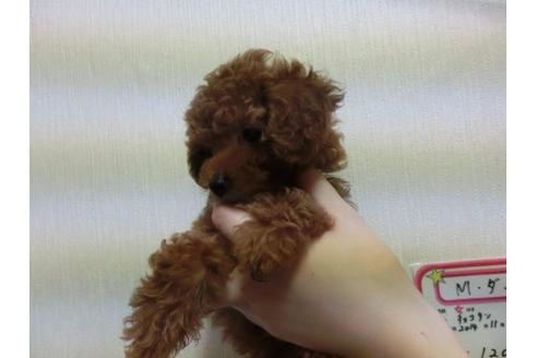 成約済の福岡県のトイプードル-4716の3枚目
