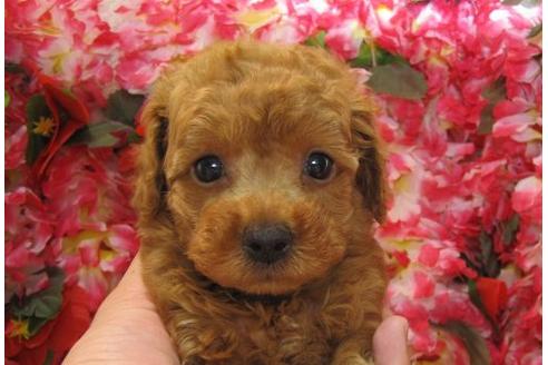 成約済の茨城県のトイプードル-4735の2枚目