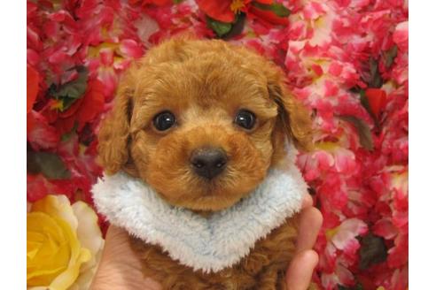 成約済の茨城県のトイプードル-4735の3枚目