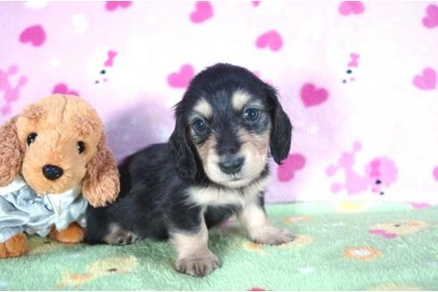 成約済の兵庫県のミニチュアダックスフンド-4451の1枚目