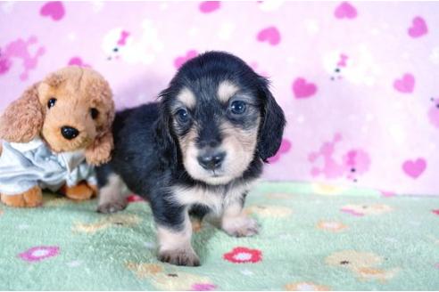 成約済の兵庫県のミニチュアダックスフンド-4451の2枚目