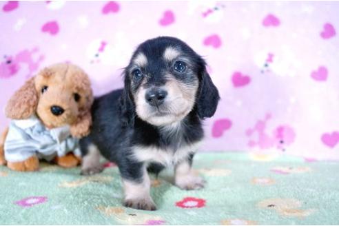 成約済の兵庫県のミニチュアダックスフンド-4451の3枚目