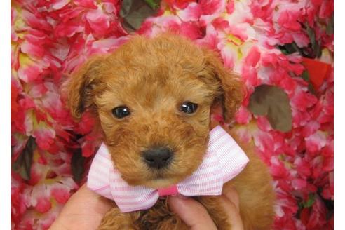 成約済の茨城県のタイニープードル-4779の1枚目