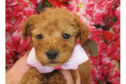 成約済の茨城県のタイニープードル-4779の2枚目