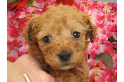 成約済の茨城県のタイニープードル-4779の3枚目