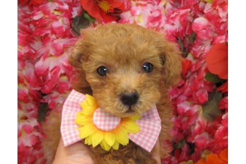 成約済の茨城県のタイニープードル-4780の1枚目