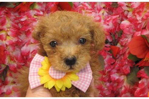 成約済の茨城県のタイニープードル-4780の2枚目