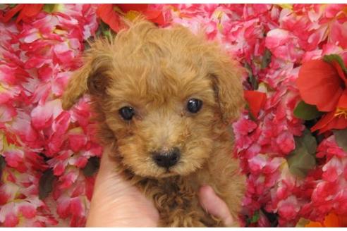 成約済の茨城県のタイニープードル-4780の3枚目