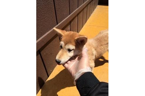 成約済の栃木県の柴犬-4804の2枚目
