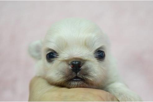 成約済の栃木県のペキニーズ-4806の3枚目