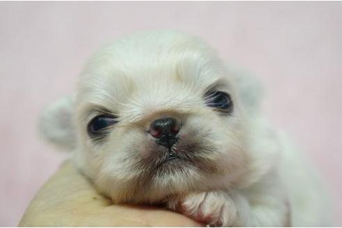 成約済の栃木県のペキニーズ-4806の1枚目