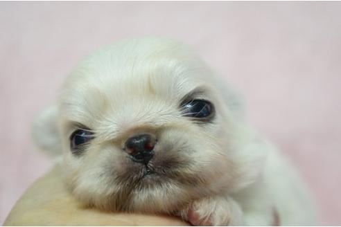 成約済の栃木県のペキニーズ-4806の2枚目