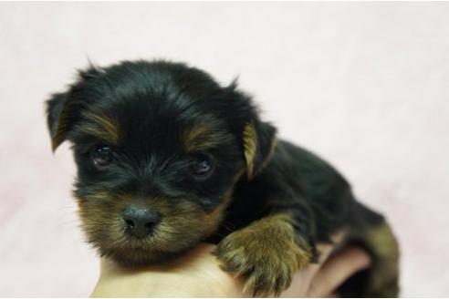 成約済の栃木県のヨークシャーテリア-4807の1枚目