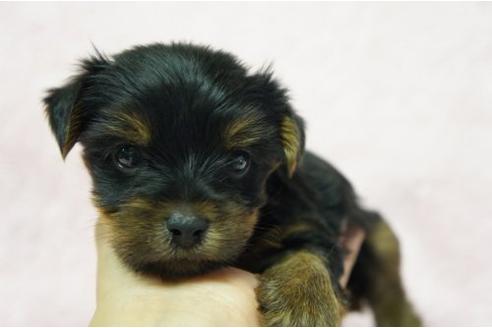 成約済の栃木県のヨークシャーテリア-4807の2枚目