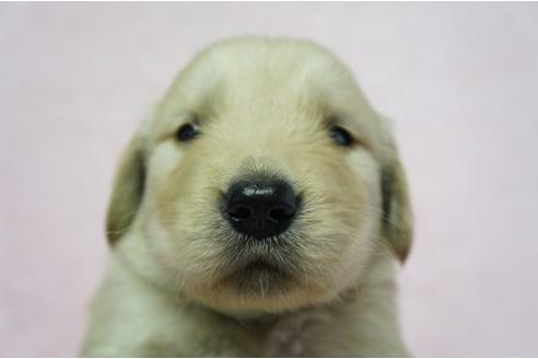 成約済の栃木県のゴールデンレトリーバー-4808の1枚目