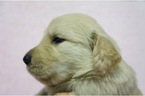 成約済の栃木県のゴールデンレトリーバー-4808の2枚目