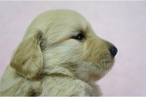 成約済の栃木県のゴールデンレトリーバー-4808の3枚目