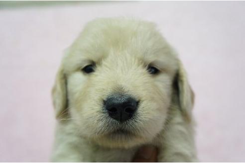 成約済の栃木県のゴールデンレトリーバー-4809の1枚目