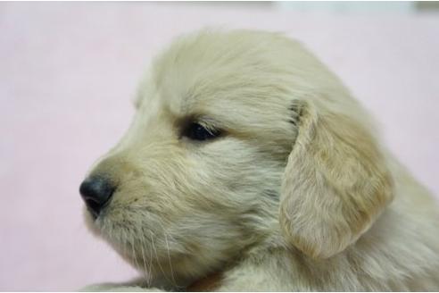 成約済の栃木県のゴールデンレトリーバー-4809の2枚目