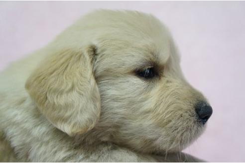 成約済の栃木県のゴールデンレトリーバー-4809の3枚目