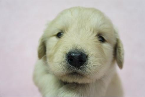 成約済の栃木県のゴールデンレトリーバー-4810の1枚目