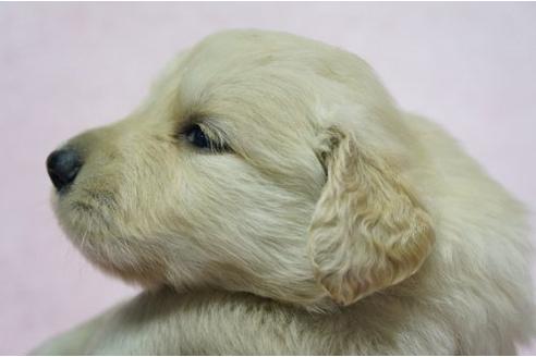 成約済の栃木県のゴールデンレトリーバー-4810の2枚目