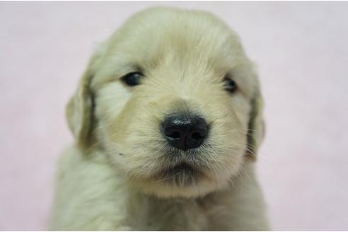 成約済の栃木県のゴールデンレトリーバー-4811の1枚目