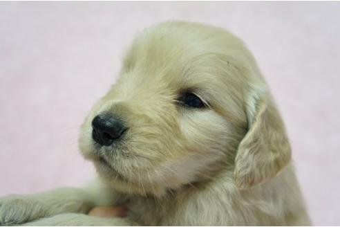 成約済の栃木県のゴールデンレトリーバー-4811の2枚目