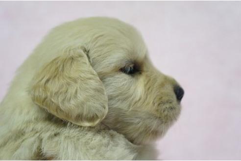 成約済の栃木県のゴールデンレトリーバー-4811の3枚目