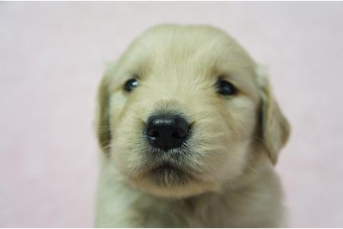 成約済の栃木県のゴールデンレトリーバー-4812の1枚目