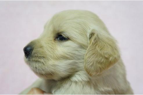 成約済の栃木県のゴールデンレトリーバー-4812の2枚目