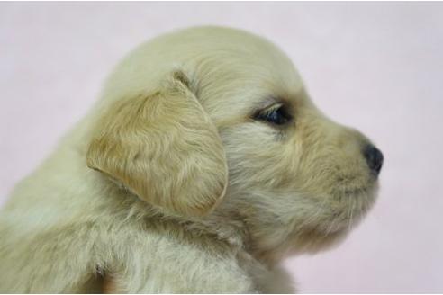 成約済の栃木県のゴールデンレトリーバー-4812の3枚目