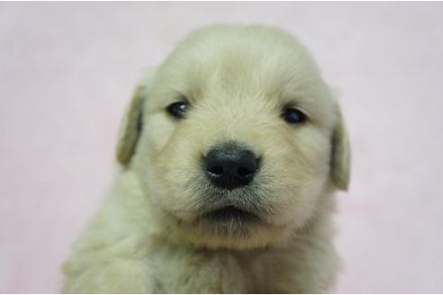 成約済の栃木県のゴールデンレトリーバー-4813の1枚目