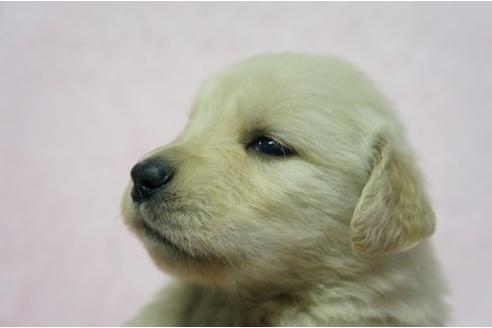 成約済の栃木県のゴールデンレトリーバー-4813の2枚目