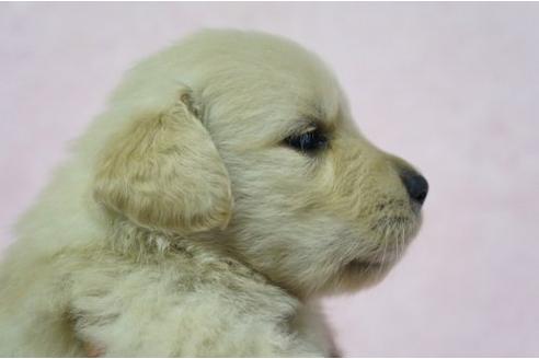 成約済の栃木県のゴールデンレトリーバー-4813の3枚目