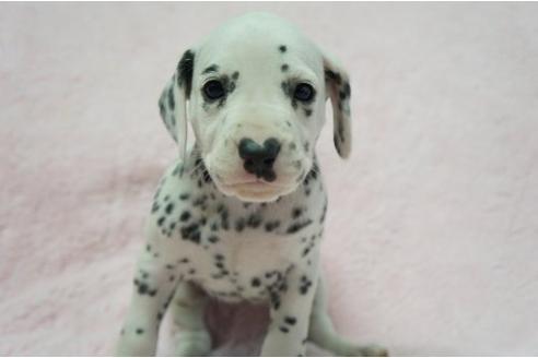 成約済の栃木県のダルメシアン-4509の1枚目