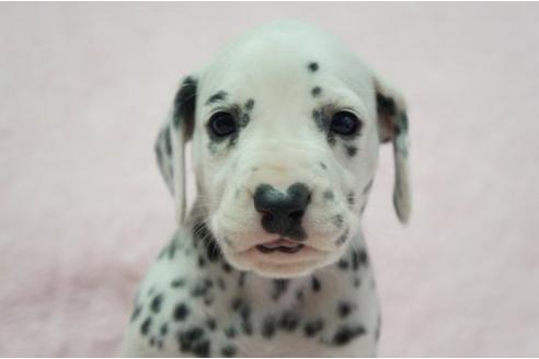 成約済の栃木県のダルメシアン-4509の2枚目