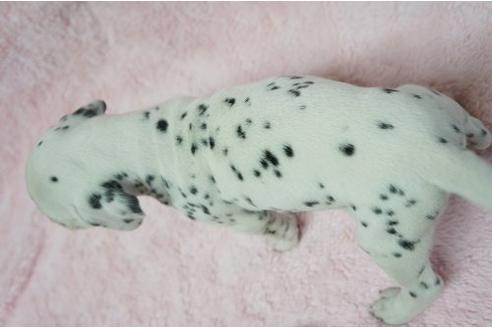 成約済の栃木県のダルメシアン-4509の3枚目