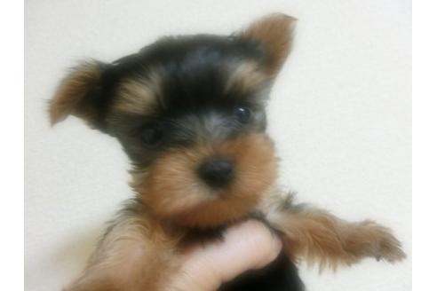 成約済の福岡県のヨークシャーテリア-4820の2枚目