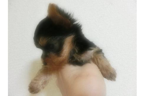 成約済の福岡県のヨークシャーテリア-4820の3枚目