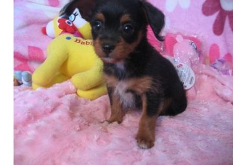 成約済の静岡県のミックス犬-4829の1枚目