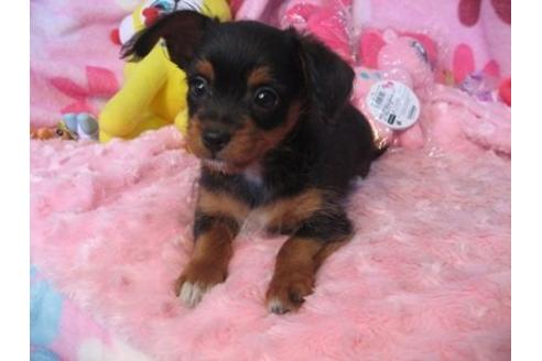 成約済の静岡県のミックス犬-4829の2枚目