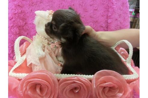 成約済の京都府のチワワ-4830の2枚目