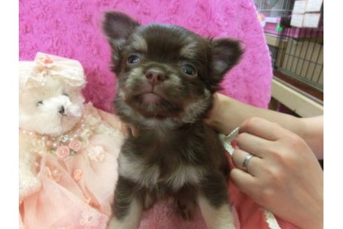 成約済の京都府のチワワ-4830の3枚目